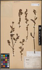 Salix aurita L. x Salix silesiaca Willd.